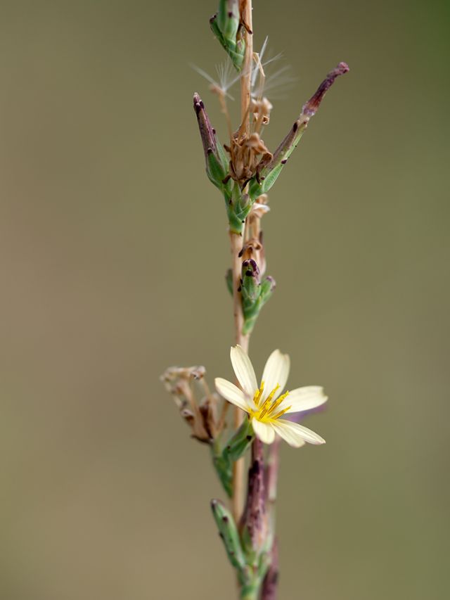 Piccoli fiori gialli - Lactuca cfr. viminea